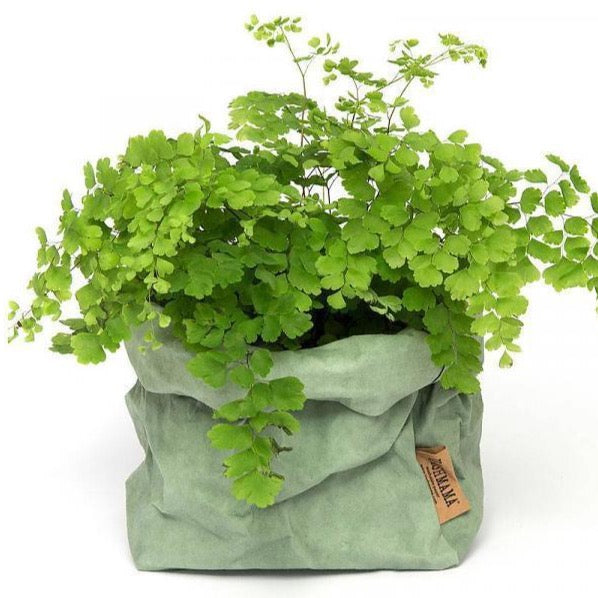 Salvia Uashmama Paper Bag (Multiple Sizes)