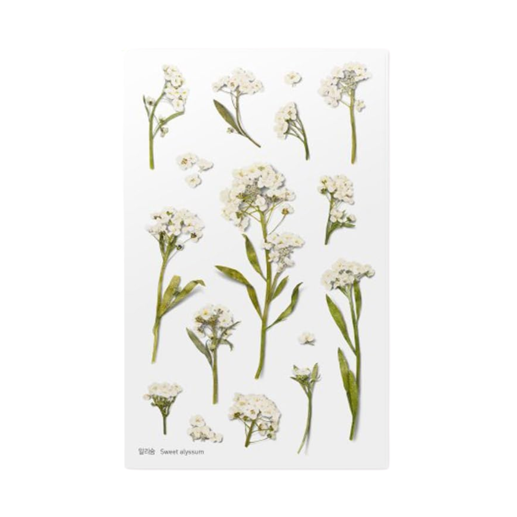 Sticker Sheet - World Craft Pressed Flowers - Sweet Alyssum