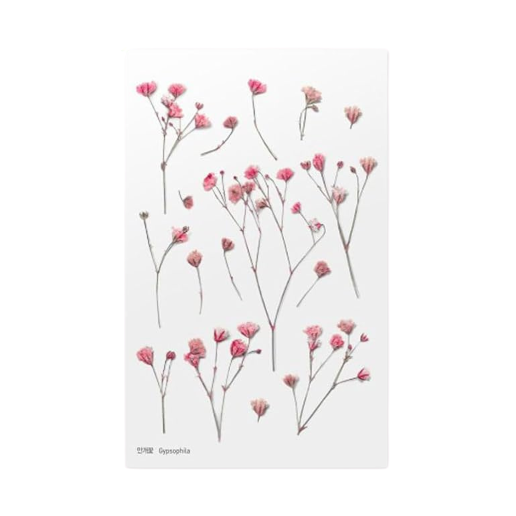 Sticker Sheet - World Craft Pressed Flowers - Gypsophila