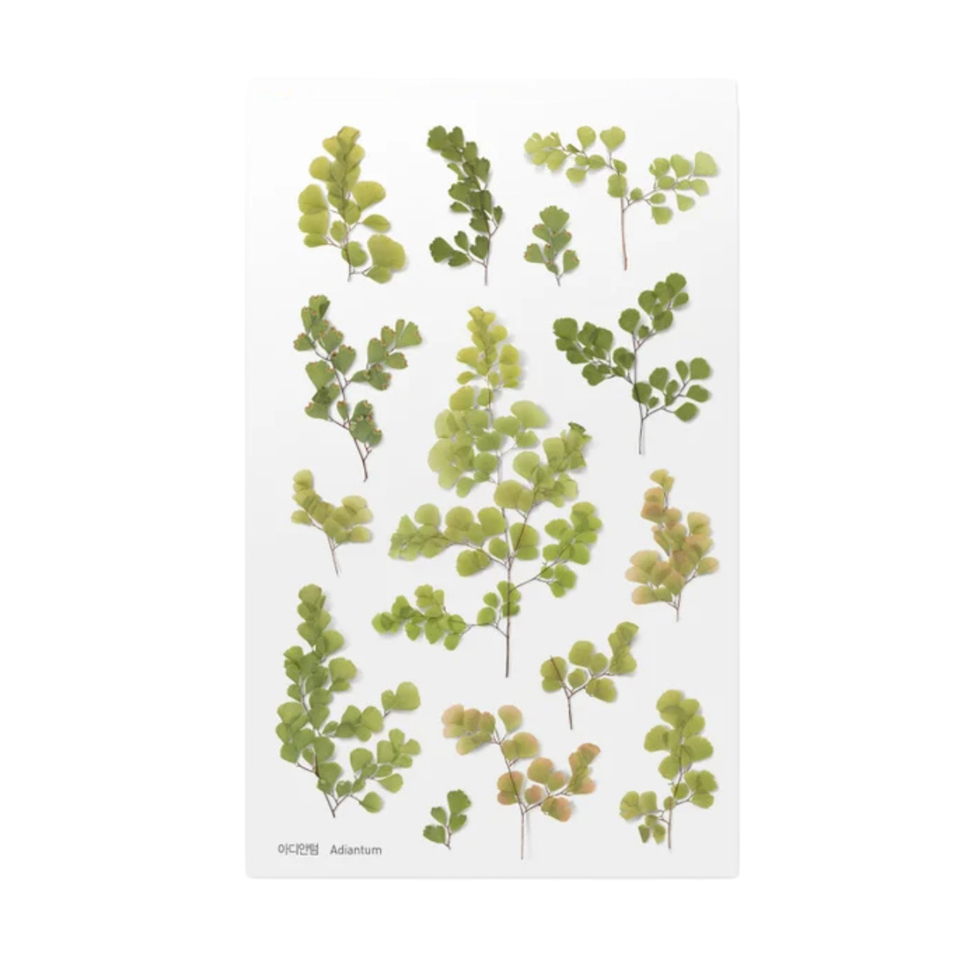 Sticker Sheet - World Craft Pressed Flowers - Adiantum