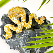 Yellow Mix Snake Claw Clip